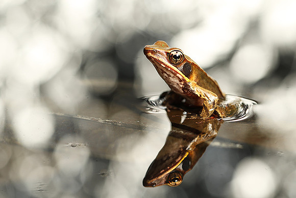 Frog with reflection