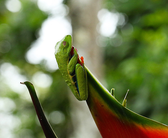 Red-eyed tree frog