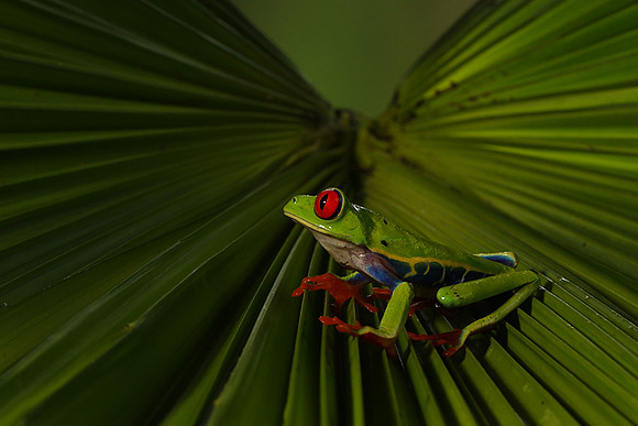 Red-eyed tree frog