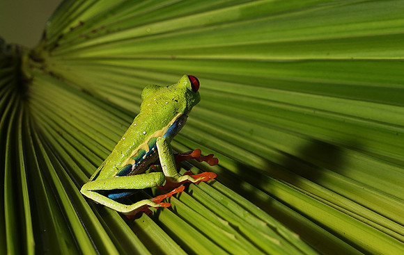 Red-eyed tree frog