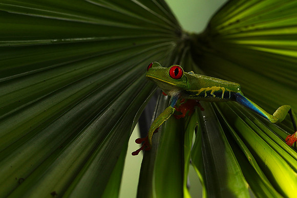 Red-eyed tree frog