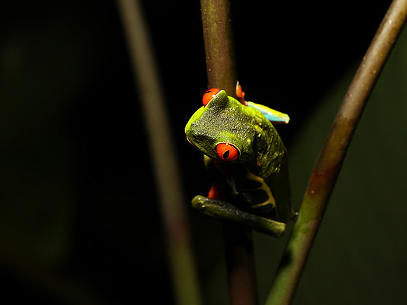 Red-eyed tree frog