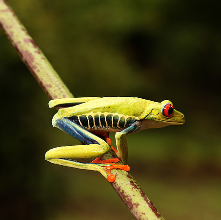 Red-eyed tree frog