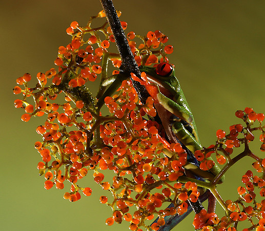 Red-eyed tree frog