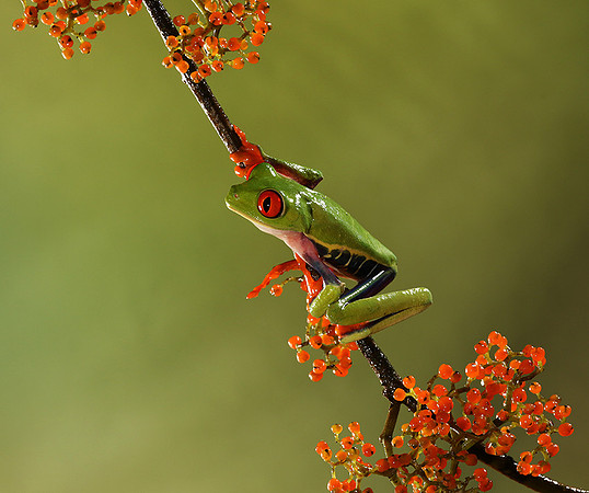 Red-eyed tree frog