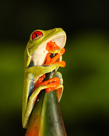Red-eyed tree frog