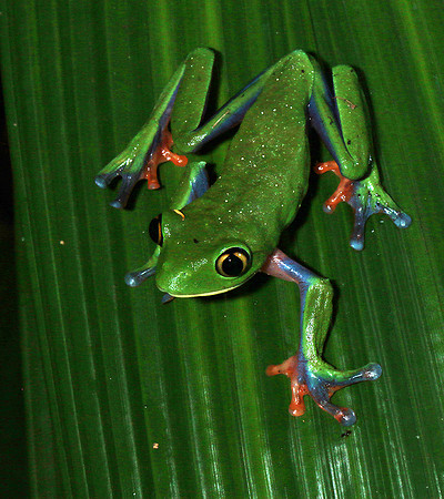 Yellow-eyed tree frog
