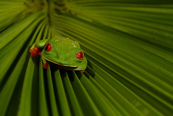 Red-eyed tree frog