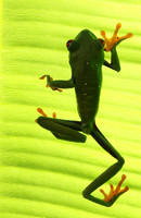 Red-eyed tree frog