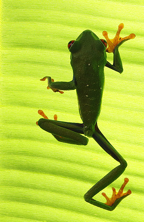 Red-eyed tree frog