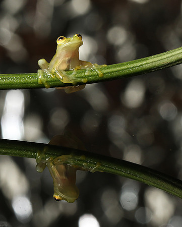 Reticulated glass frog