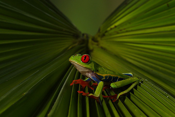 Red-eyed tree frog