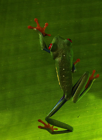 Red-eyed tree frog