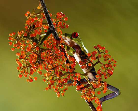 Red-eyed tree frog