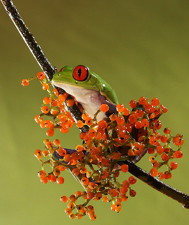 Red-eyed tree frog