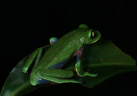 Yellow-eyed tree frog