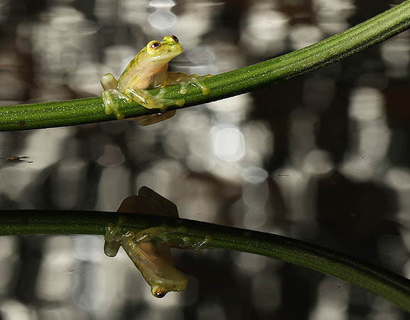 Reticulated glass frog