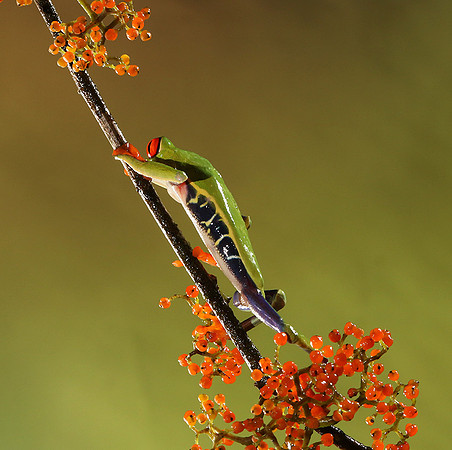 Red-eyed tree frog