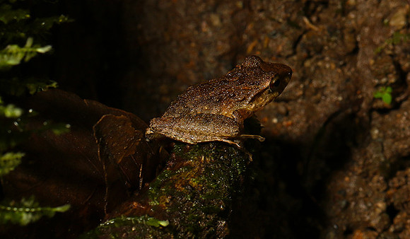 Rain frog