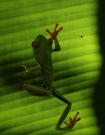 Red-eyed tree frog
