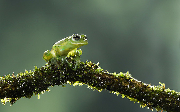 Emerald glass frog
