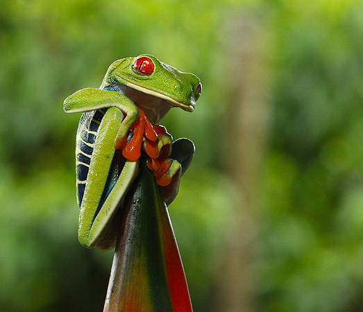 Red-eyed tree frog