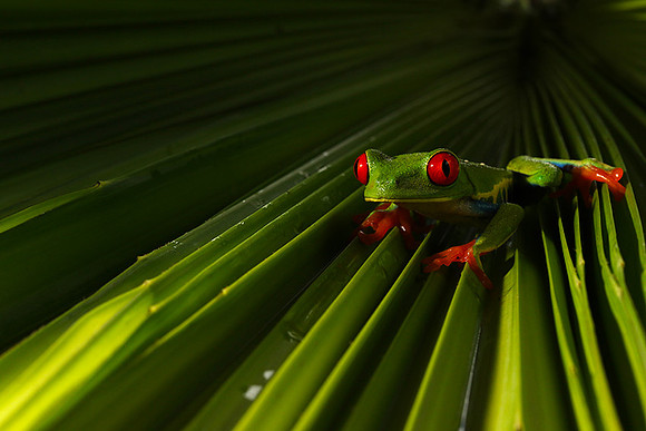 Red-eyed tree frog