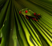 Red-eyed tree frog