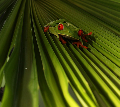 Red-eyed tree frog