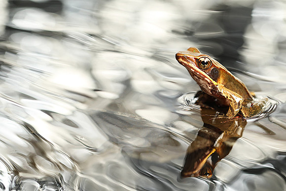 Frog with reflection