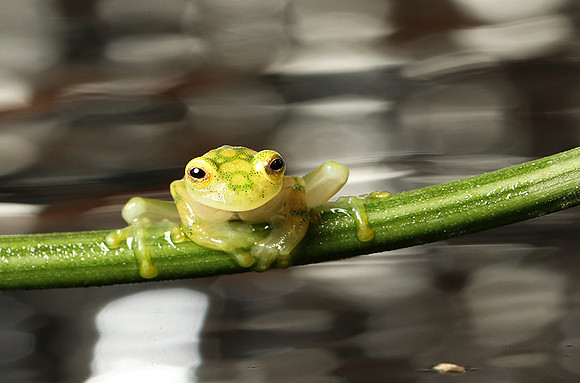 Reticulated glass frog
