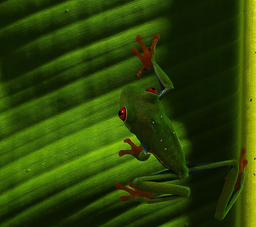 Red-eyed tree frog