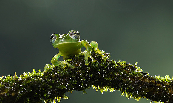 Emerald glass frog