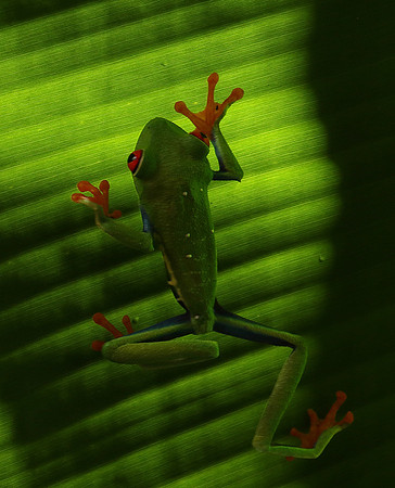 Red-eyed tree frog