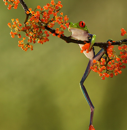 Red-eyed tree frog