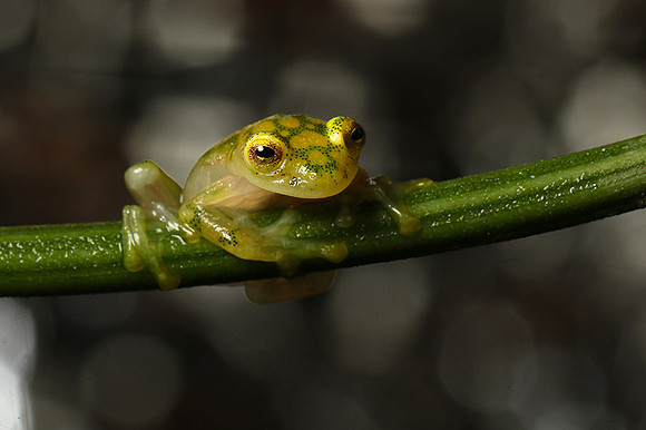 Reticulated glass frog