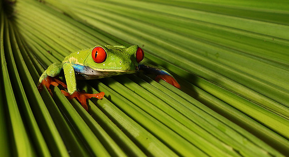 Red-eyed tree frog