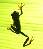 Red-eyed tree frog