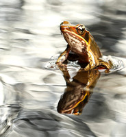 Brilliant forest frog