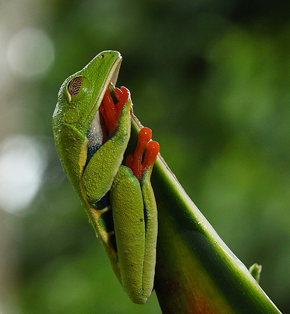 Red-eyed tree frog