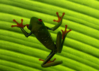 Red-eyed tree frog