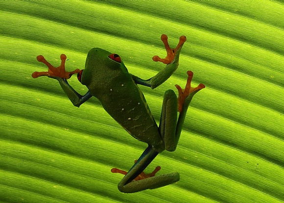 Red-eyed tree frog