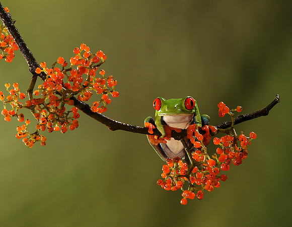 Red-eyed tree frog