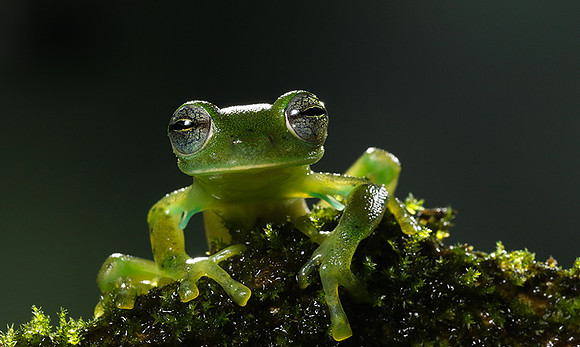 Emerald glass frog