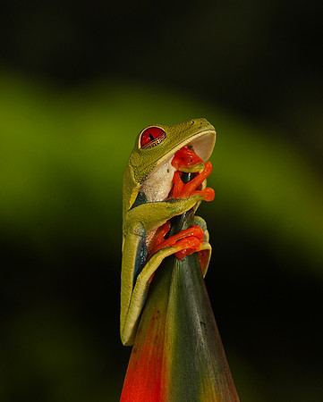 Red-eyed tree frog