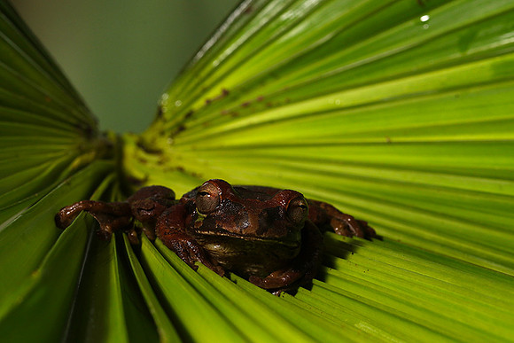 Toad