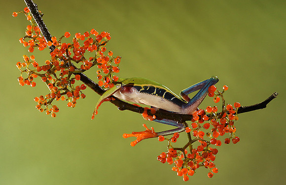 Red-eyed tree frog