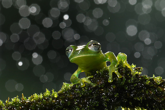 Emerald glass frog