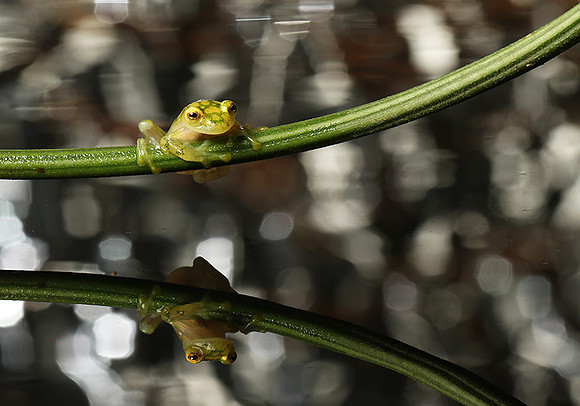 Reticulated glass frog