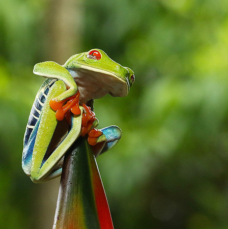 Red-eyed tree frog